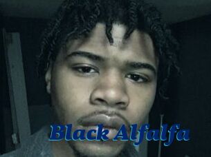 Black_Alfalfa