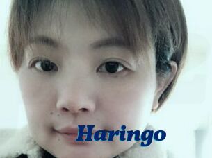 Haringo