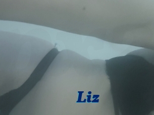 Liz
