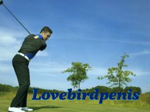 Lovebirdpenis