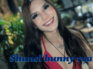 Shanel_bunny_real
